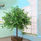 Artificial Banyan Trees Simulation Plants Large Fake Banyan Tree Decoration Tree Hotel Shopping Mall Floor Living Room Green Plant Landscaping